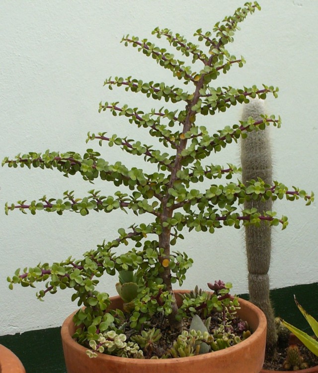 Портулакария африканская (Portulacaria afra) Удобрения для портулакарии