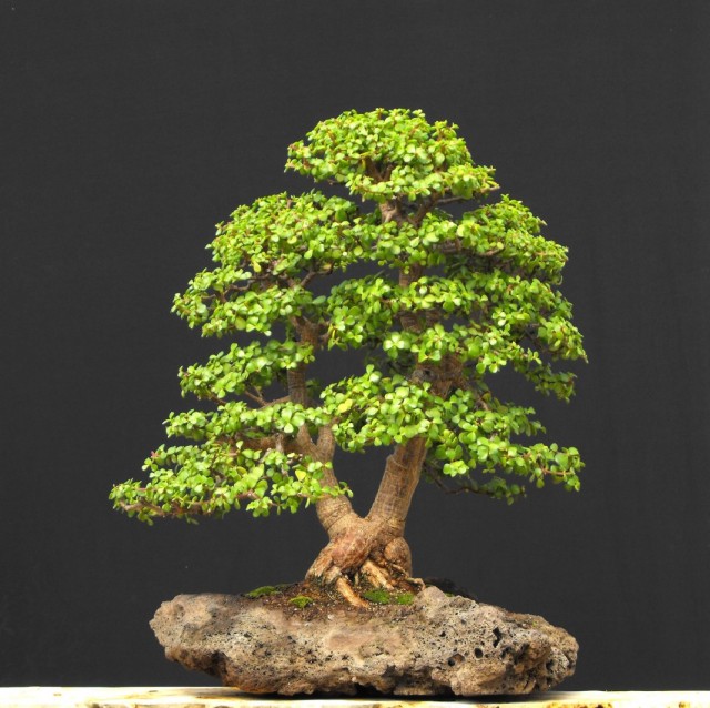 Портулакария африканская (Portulacaria afra) Взрослое сформированное растение