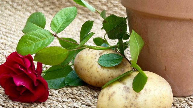 Укоренение черенка в картофеле