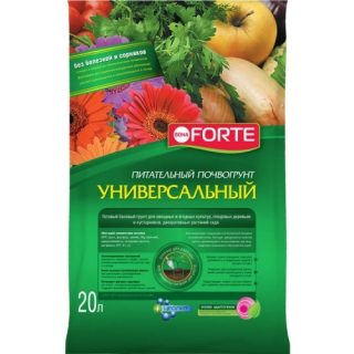 Пересадка ели в новый горшок