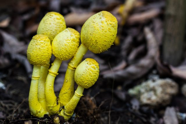 Кәстрөлдегі ашық сары Leucocoprinus birnbaumii саңырауқұлақтары