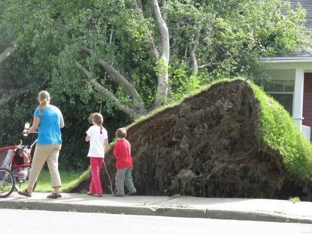 Деревья в городе Ухоженное дерево в городском парке