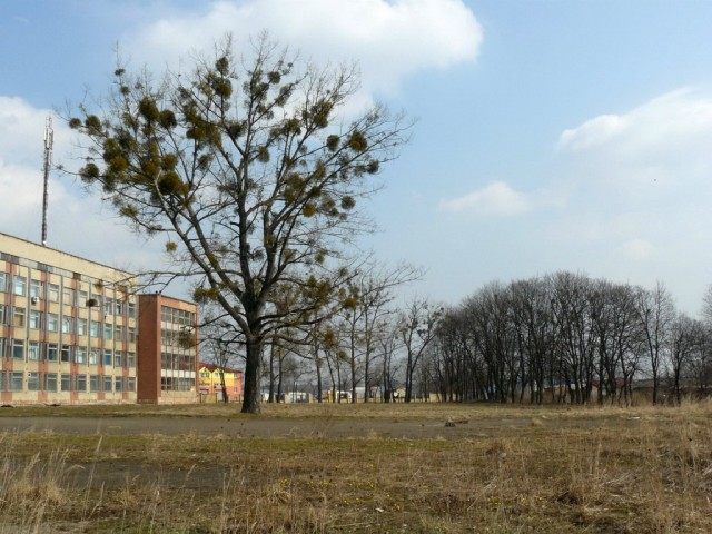 Деревья в городе Корневая система дерева в городских условиях