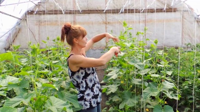 В процессе роста огурца постепенно приводим растение к одному главному стеблю, обрезая боковые побеги