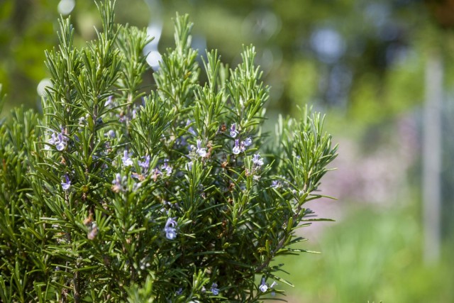 Розмарин обыкновенный, или Розмарин лекарственный (Rosmarinus officinalis)