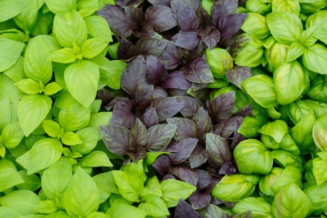Базилик обыкновенный, или Базилик душистый (Ocimum Basilicum)