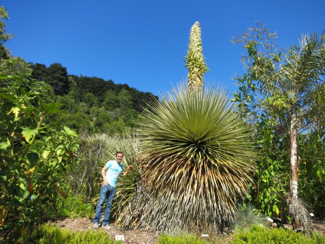 Пуйя Раймонда (Puya raimondii)
