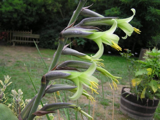 Пуйя удивительная (Puya mirabilis)