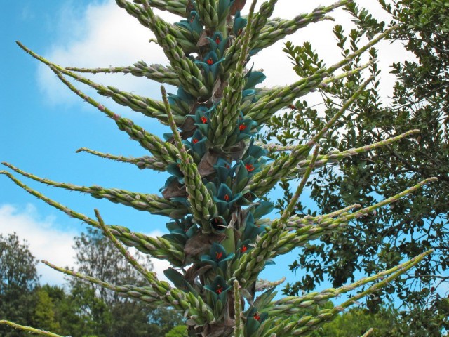 Пуйя Бертерона (Puya berteroniana)