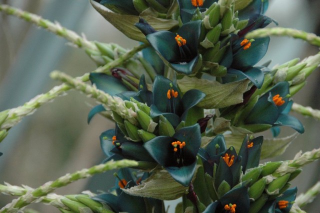 Пуйя альпийская (Puya alpestris)
