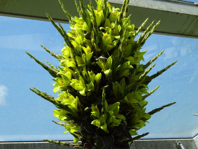 Пуйя чилийская (Puya чилийская)