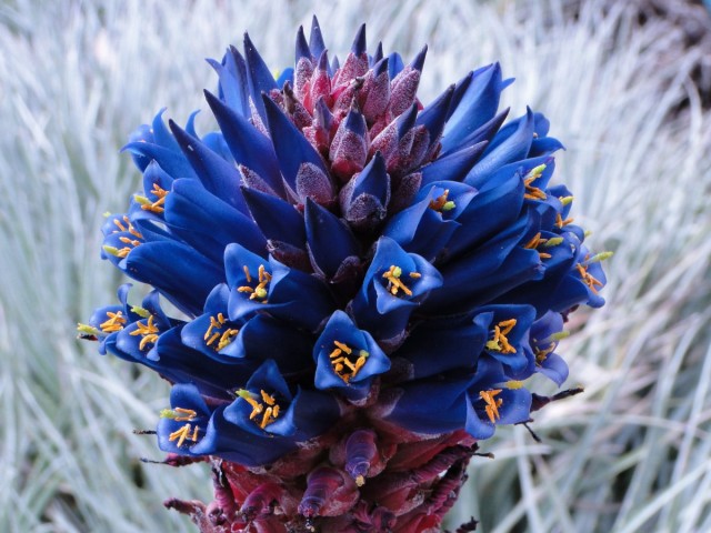 Пуйя прелестная (Puya venusta)