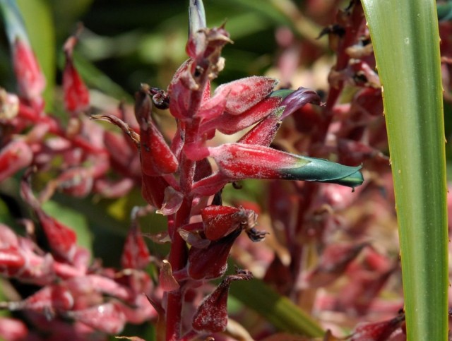 Пуйя покрываловидная (Puya spathacea)