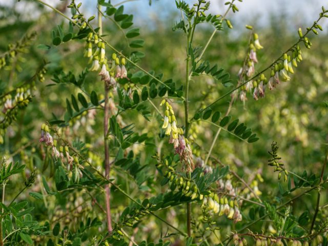 Sut qushqo'nmas (Astragalus Membranaceus)
