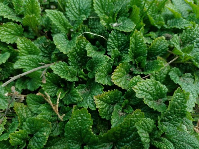 Melissa officinalis (L)