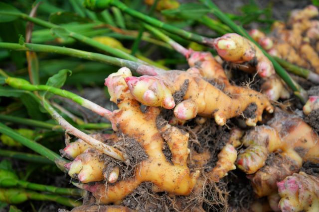 Zanjabil (Zingiber officinale Rosc)