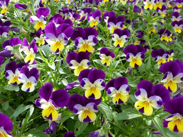 Yovvoyi pansy (Viola trikolor)