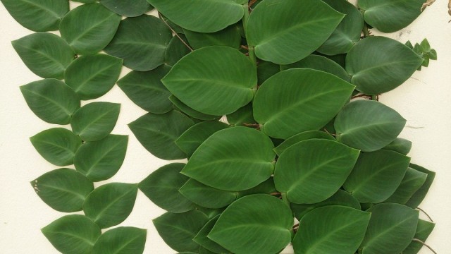 Рафидофора стебельчатая или скрытостебельная (Raphidophora korthalsii) Рафидофора стебельчатая на опоре