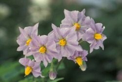 Цветение картофельных кустов