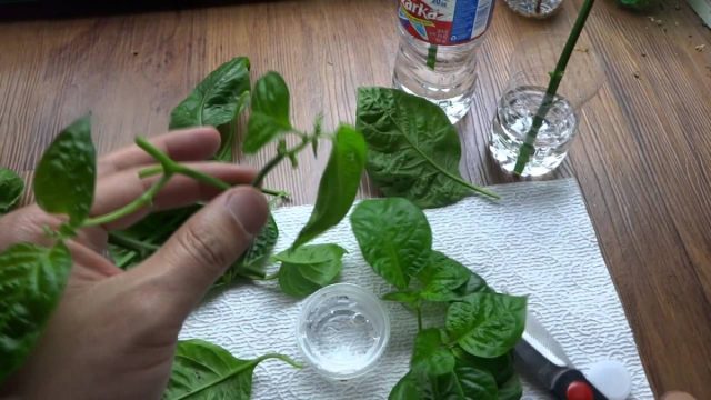 Черенкование перца для омоложения посадок