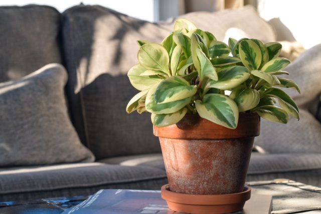 Пеперомия туполистная (Peperomia obtusifolia) Пеперомия туполистная с глянцевыми листьями