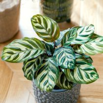 Калатея Макоя (Calathea makoyana) Лист калатеи Макоя