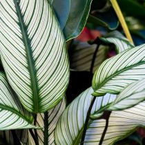 Калатея украшенная (Calathea ornata) Калатея украшенная