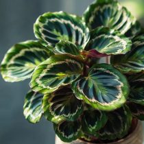 Калатея «Медальон» (Calathea roseopicta 'Medallion') Калатея Медальон