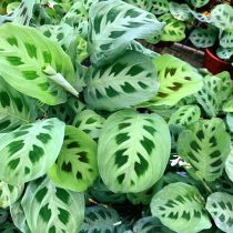 Маранта «Керховена» (Maranta leuconeura var. kerchoveana) Маранта Керховена