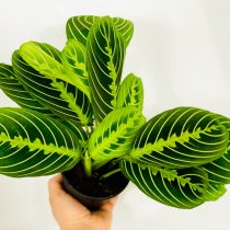 Маранта «Лимон Лайм» (Maranta leuconeura 'Lemon Lime') Маранта Лимон Лайм