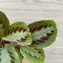 Маранта «Массанжена» (Maranta leuconeura 'Massangeana') Маранта Массанжена