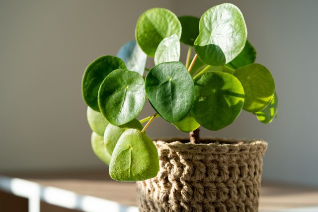 Пилея пеперомиевидная (Pilea peperomioides) Пилея в минималистичном интерьере