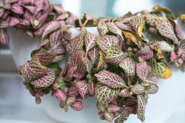 Фиттония Вершаффельта (Fittonia albivenis) Фиттония с яркими прожилками