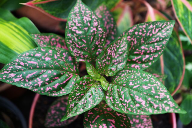 Гипоэстес кроваво-красный (Hypoestes phyllostachya) Гипоэстес с пятнистыми листьями