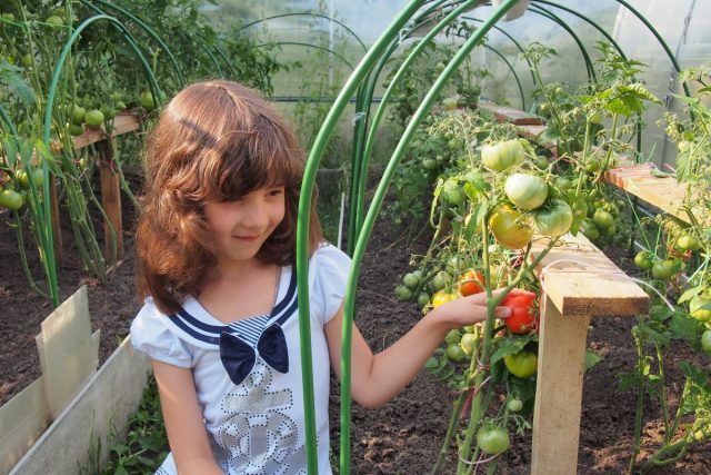 Растения для детской грядки для быстрого урожая