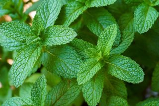 Ароматная мята