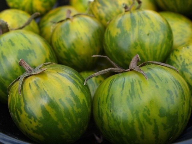 Томат сорта Зеленая зебра в стадии зрелости
