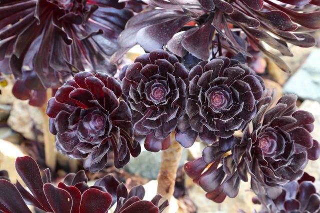 «Блэк Роуз» (Aeonium arboreum 'Black Rose') очаровывает даже своим названием - «черная роза». Эониум Блэк Роуз с темными глянцевыми листьями