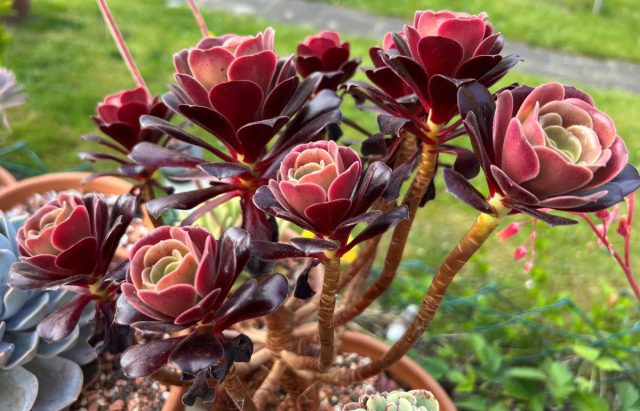 «Пурпурная роза» (Aeonium arboreum 'Atropurpureum') отличается от вышеупомянутой «Черной розы» более крупными головками на чрезвычайно длинных стеблях и розетками зеленых листьев с темно-фиолетовым отливом по краям. Эониум Атропурпуреум с пурпурной каймой