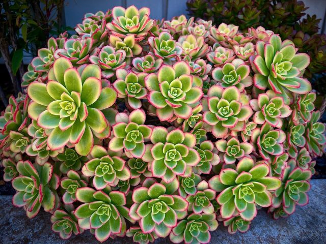 Эониум «Киви» (Aeonium haworthii 'Kiwi') славится яркими листьями в форме ложки, которые образуют плотные розетки. Трехцветный эониум Киви в горшке