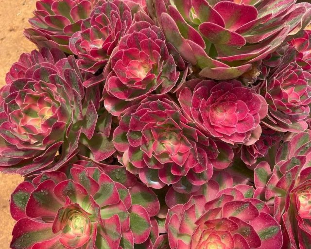 Относительно редкий сорт «Пинк Витч» (Aeonium 'Pink Witch'), что переводится как «Розовая ведьма Эониум Пинк Витч с розовыми листьями