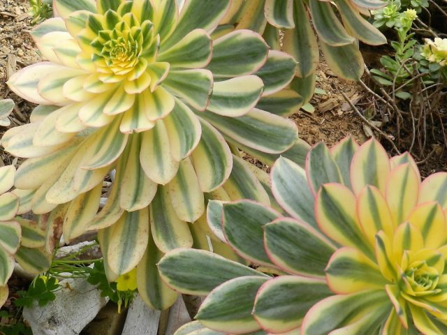 Эониум хохлатый, или гребневидный «Санбёрст» (Aeonium 'Sunburst' f. crestata), родом с Канарских островов, популярен благодаря яркой листве. Крестовидный эониум Санбёрст