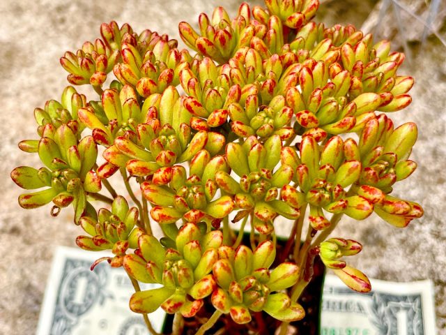 Эониум очитколистный (Aeonium sedifolium) отличается розетками плотно сгруппированных, небольших и заостренных листьев, которые придают ему характерный внешний вид. Эониум очитколистный с мелкими листьями