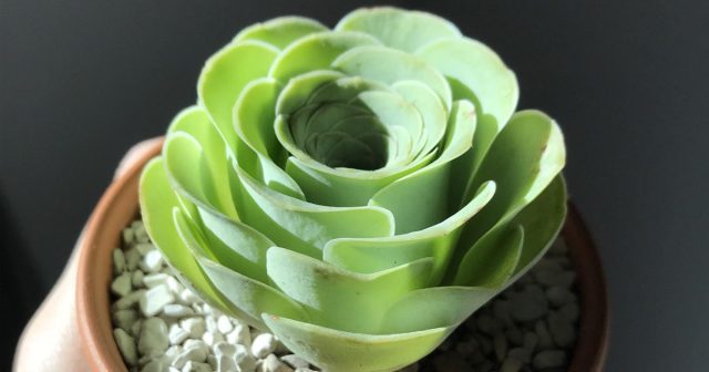 Гриновия Равная (Greenovia Dodrantalis, или Aeonium dodrantale) получила свое название благодаря потрясающему сходству с цветком розы. Гриновия в форме бутона розы