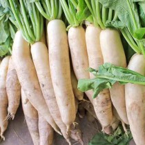 Daikon turp