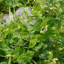 Фасоль золотистая или маш (Vigna radiata)