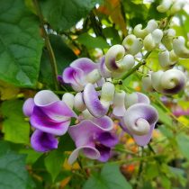 Вигна каракалла (Vigna caracalla)