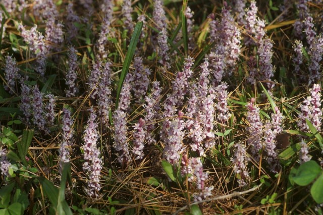 Рейнекия (Reineckea carnea) в естественных условиях обитания Рейнекия в естественной среде обитания