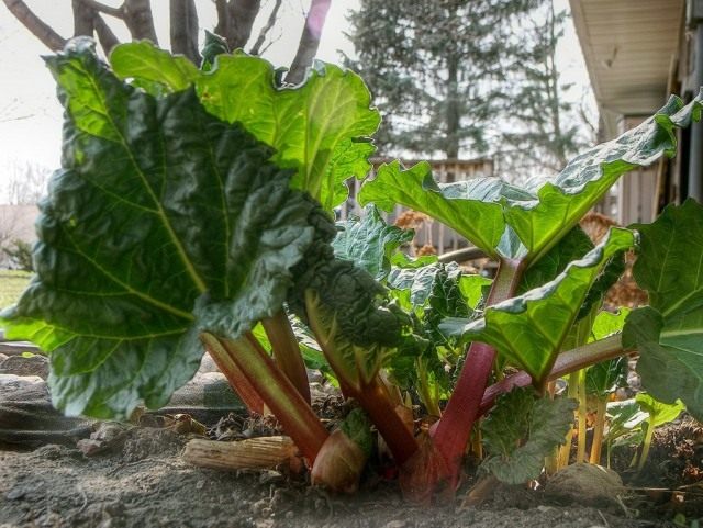 Куст ревеня в стадии активного роста