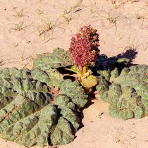 Ревень татарский (Rheum tataricum)